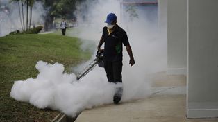 El zika dejó de ser una emergencia sanitaria