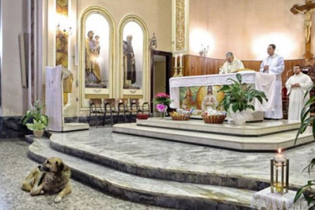 Un pastor alemán llora a su dueña en una iglesia en Italia