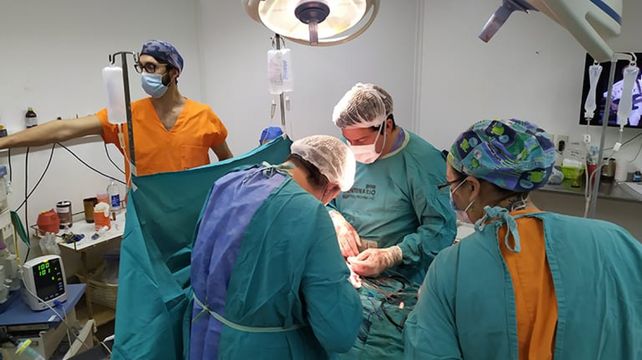 La participación provincial en el panorama trasplantológico también es destacada: los órganos ablacionados en efectores santafesinos permitieron 189 trasplantes.