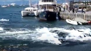 Decenas de toninas quedaron varadas en la costa de Ushuaia: ¿de qué huían?