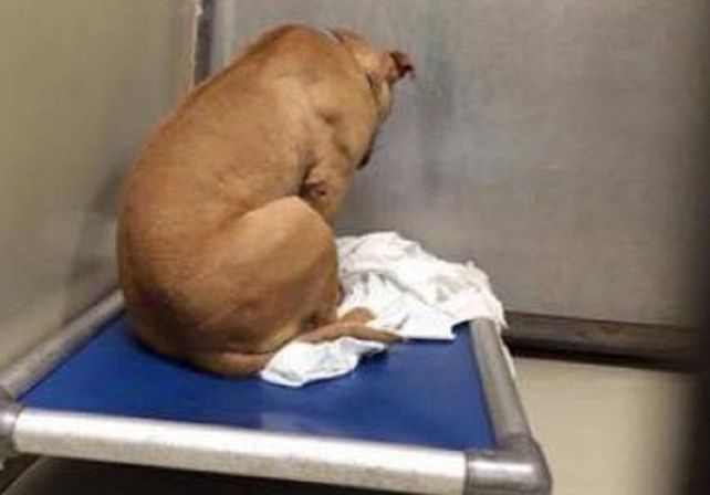 Un perro se deprime porque no lo adoptan y ahora sólo mira una pared
