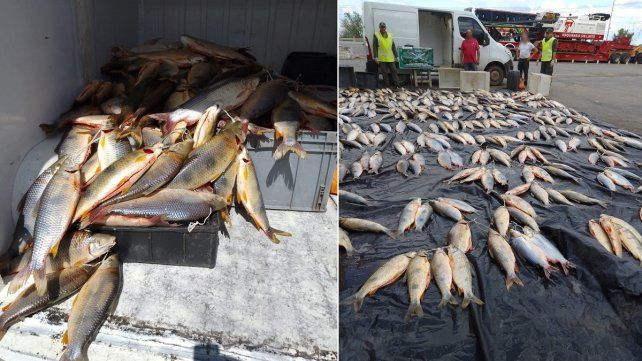 Trasladaban 411 pescados eviscerados sin documentación