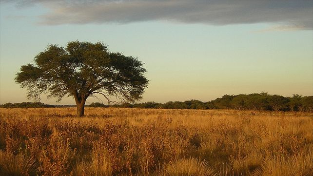 La pampa, el leitmotiv de un libro que se presenta mañana