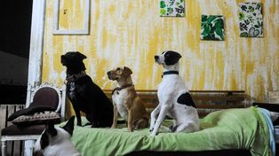 La ley española ahora trata a las mascotas como seres sintientes