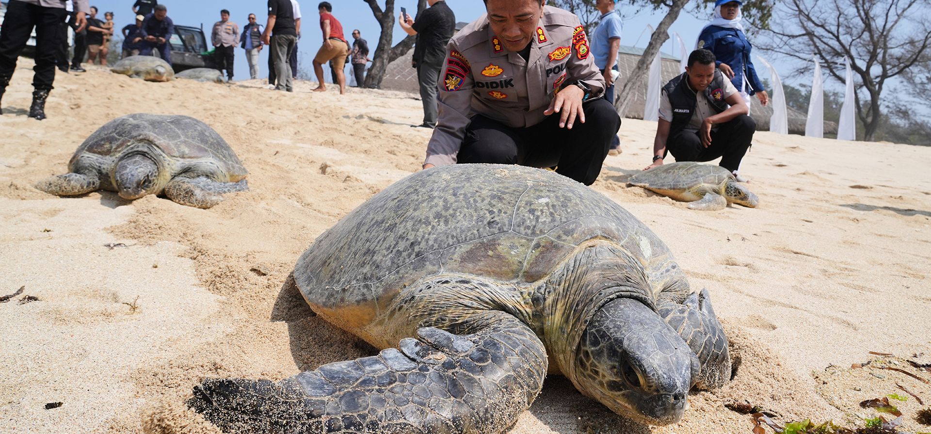 Policías liberan tortugas marinas de vuelta al mar en la playa de Serangan, después de que los animales fueron encontrados y confiscados en un bote aparentemente abandonado por traficantes de fauna silvestre que huyeron de una operación policial, en la isla de Bali, Indonesia, el martes 13 de octubre de 2026. (AP Foto/Firdia Lisnawati) Policías liberan tortugas marinas de vuelta al mar en la playa de Serangan, después de que los animales fueron encontrados y confiscados en un bote aparentemente abandonado por traficantes de fauna silvestre que huyeron de una operación policial, en la isla de Bali, Indonesia, el martes 13 de octubre de 2026. (AP Foto/Firdia Lisnawati)