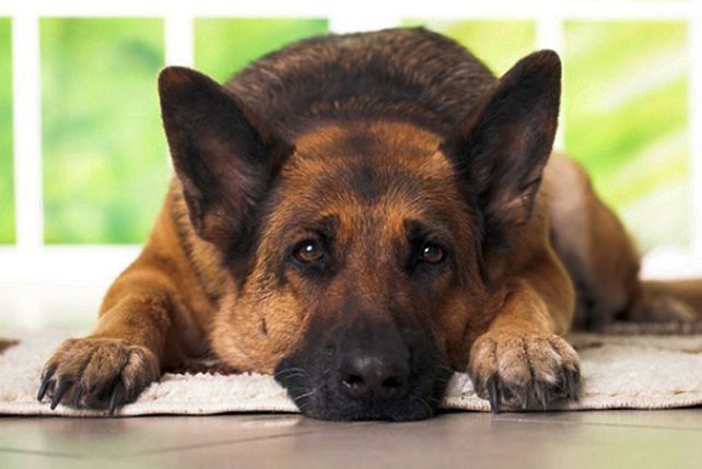 Por día, las guarderías caninas de Santa Fe cobrarán entre 80 y 120 pesos