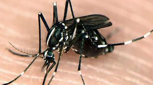 Hay un posible caso de chikungunya en Venado Tuerto