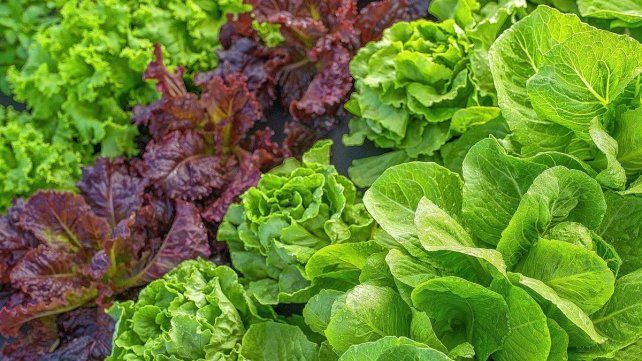 El sol puede llegar a “hervir” las plantas en la huerta por el agua acumulada en los cogollos y esto preocupa al sector hortícola.