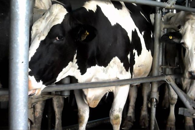 Tamberos arman una protesta nacional por el precio de la leche