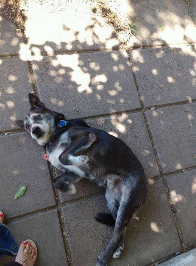Willy, el perro callejero de Candioti Sur que busca una familia