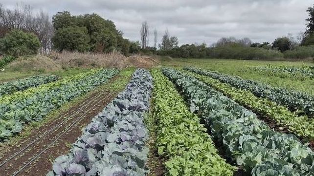La huerta agroecológica de Arequito.