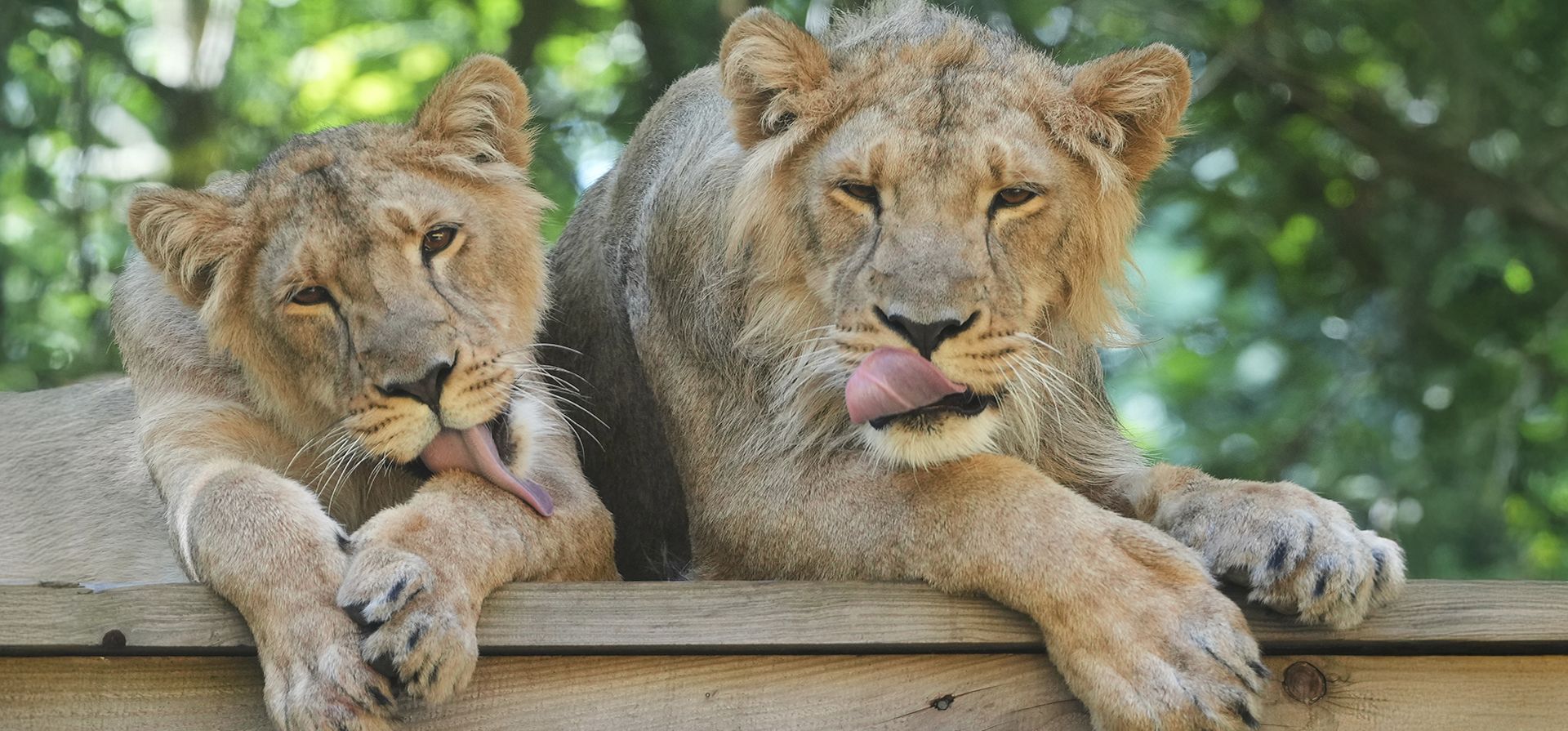 Cachorros de león asiático Mali y Shanti se lavan después de disfrutar de un helado de sangre en el zoológico de Londres, mientras Reino Unido enfrenta la cuarta ola de calor del verano, con temperaturas que se esperan que alcancen los 30 grados, en Londres, el martes 12 de agosto de 2025. (Foto AP/Kirsty Wigglesworth) Cachorros de león asiático Mali y Shanti se lavan después de disfrutar de un helado de sangre en el zoológico de Londres, mientras Reino Unido enfrenta la cuarta ola de calor del verano, con temperaturas que se esperan que alcancen los 30 grados, en Londres, el martes 12 de agosto de 2025. (Foto AP/Kirsty Wigglesworth)
