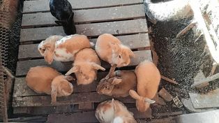 Criadero clandestino: rescatan de una casa a 53 conejos y a un perro