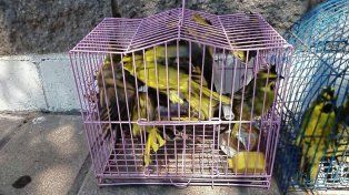 Procesaron a tres hombres por intentar traficar monos, aves y tortugas por Gualeguaychú