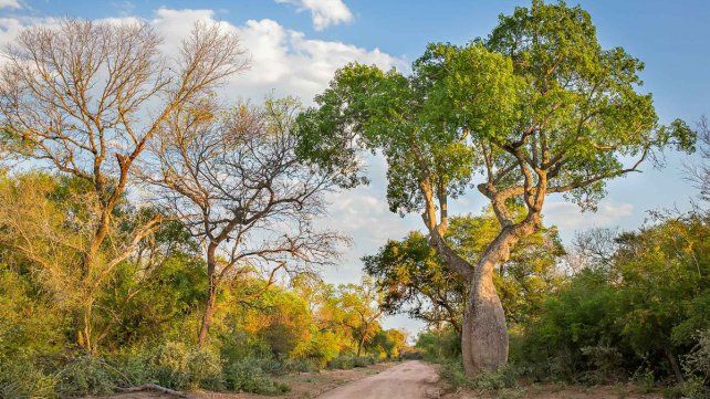 Es uno de los más nuevos lugares protegidos del norte argentino y mayor remanente del mítico impenetrable chaqueño. Un destino agreste para el turismo natural