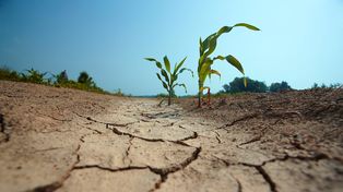 Sequía. El Ejecutivo santafesino realiza un abordaje minucioso de la situación que atraviesan las producciones agropecuarias.