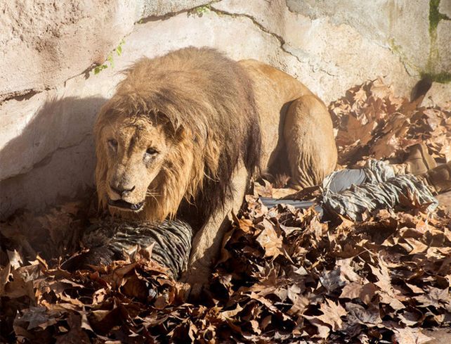 El hombre herido yace debajo del cuerpo del león.