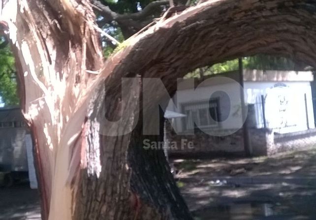 Los carribares de la Costanera quedaron bajo los árboles