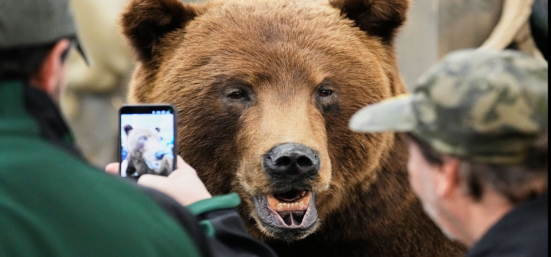 Un hombre toma una fotografía con su teléfono de un oso disecado en la feria de caza de Dortmund, Alemania, el viernes 30 de enero de 2026. (Foto AP/Martin Meissner) Un hombre toma una fotografía con su teléfono de un oso disecado en la feria de caza de Dortmund, Alemania, el viernes 30 de enero de 2026. (Foto AP/Martin Meissner)