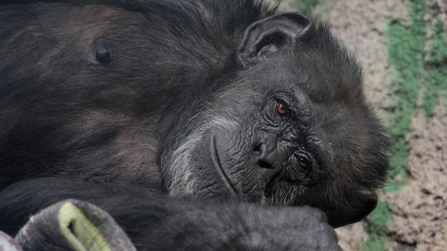 La chimpancé que abrió la jaula a 12 animales de ex zoo.Foto: Los Andes&nbsp;