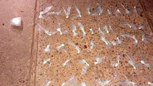 Detuvieron a un adolescente de 16 años con cocaína y aplicarán el nuevo régimen penal juvenil