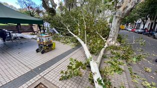 Un hombre resultó herido al caer una enorme rama en la feria de plaza San Martín