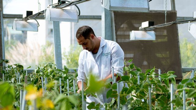 Se aprobó la comercialización de la harina del trigo cultivado con tecnología HB4® de tolerancia a sequía que es única a nivel mundial. Se aprobó la comercialización de la harina del trigo cultivado con tecnología HB4® de tolerancia a sequía que es única a nivel mundial.