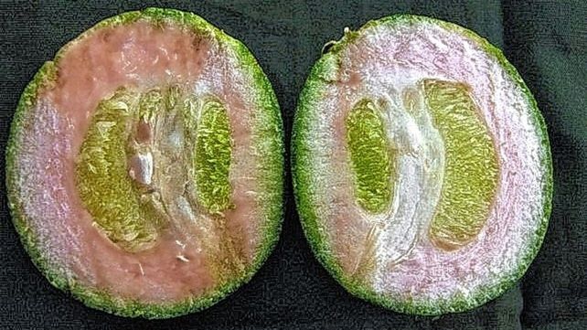 Consecuencias del HLB en cítricos
