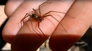 La picadura del arácnido a la niña, le generó una falla multiorgánica por el envenenamiento.