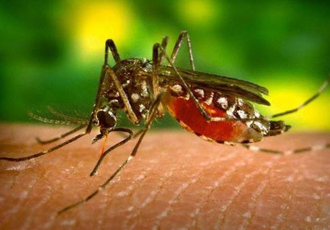 Está en estudio un posible caso de dengue, en San José