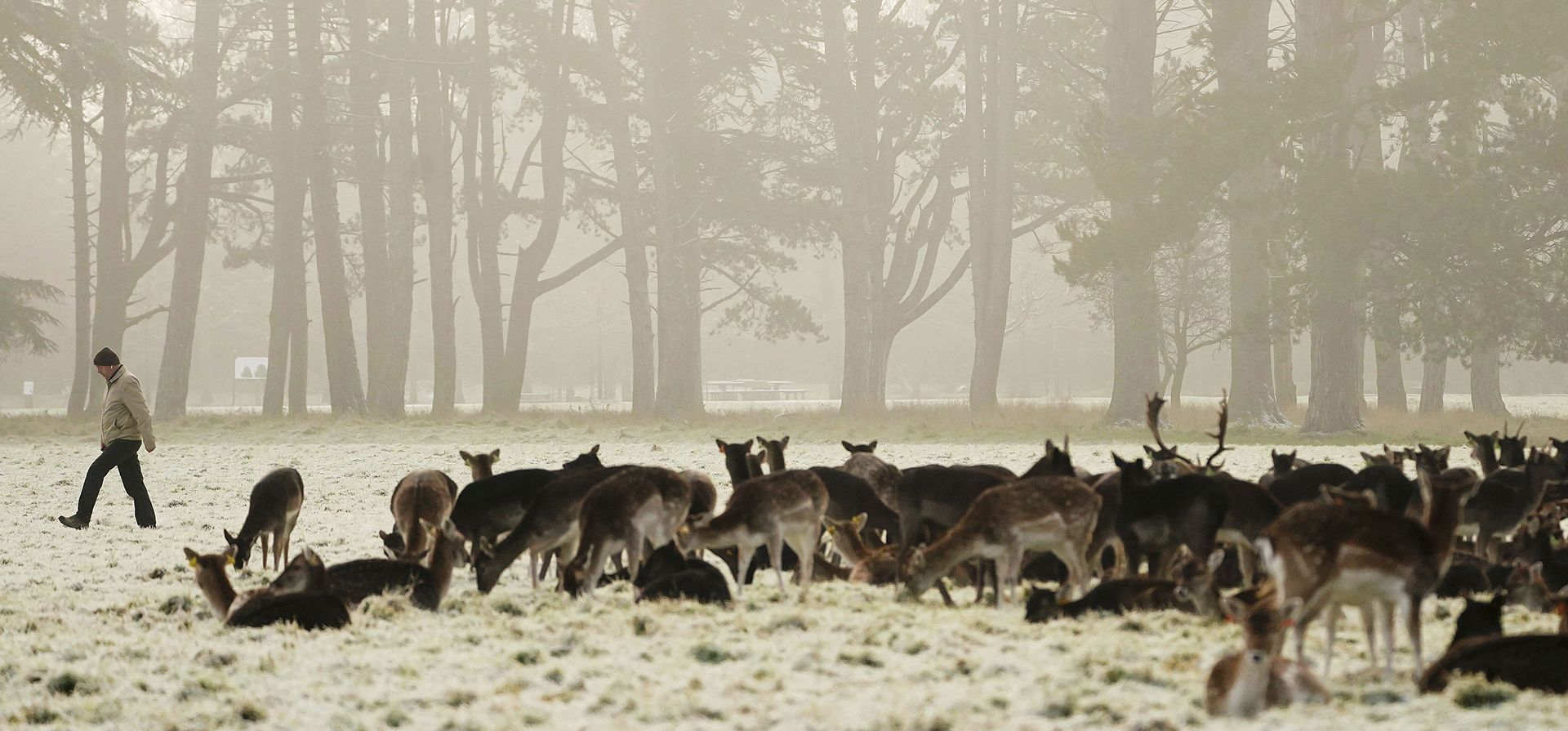 Un hombre pasa junto a ciervos gamos mientras descansan sobre la hierba cubierta de nieve y hielo en el parque Phoenix de Dublín, el viernes 9 de diciembre de 2022. Partes de Irlanda han estado cubiertas de nieve y los meteorólogos advierten que las condiciones de congelación continuarán. (Brian Lawless/PA vía AP)
