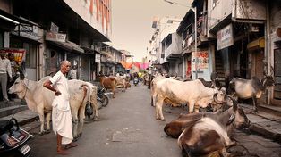 Un turista argentino murió atacado por un toro en la India