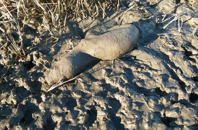 Salvaron a un lobo marino antes de que lo ataquen los perros