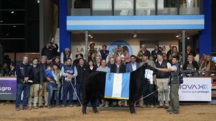 Angus: en una semana la raza mostró ser predominante