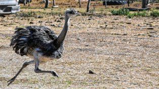 Los ñandús fueron liberados en San Cristóbal