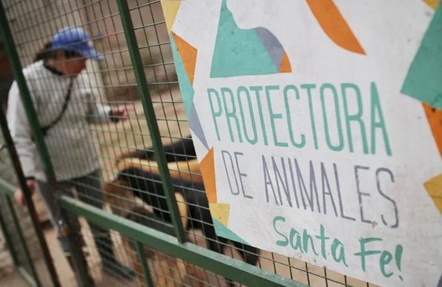 La Protectora de animales tiene terreno propio.