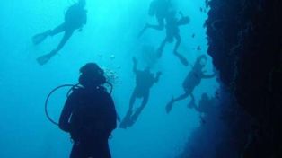 Una mujer grabó el momento en el que cientos de tiburones pasan por encima de ella
