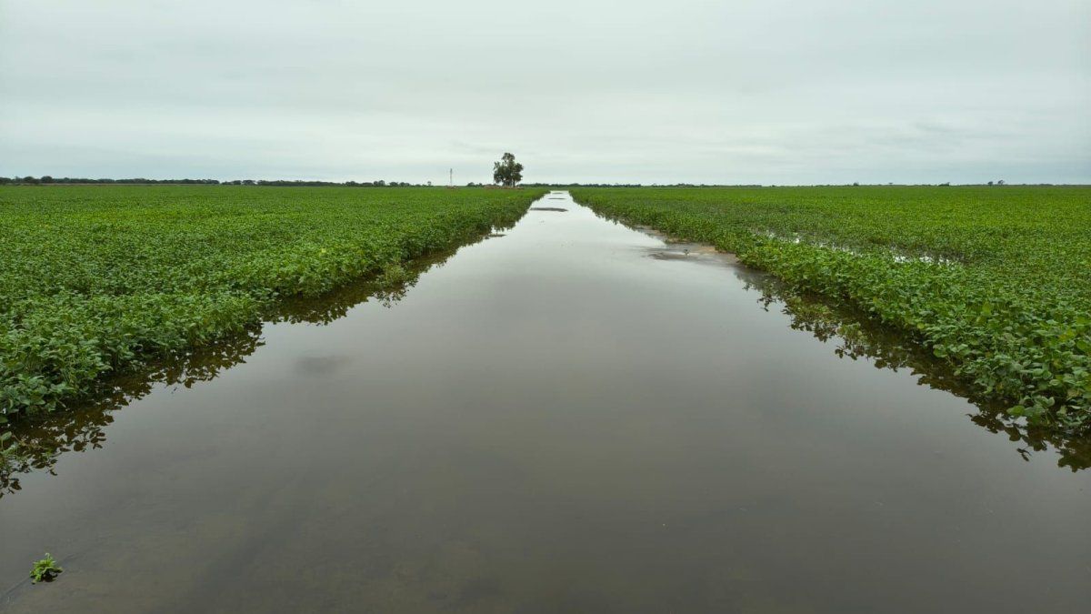 Declararon la emergencia agropecuaria en el norte santafesino por las inundaciones