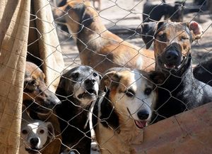 Preocupación legislativa por un refugio para perros