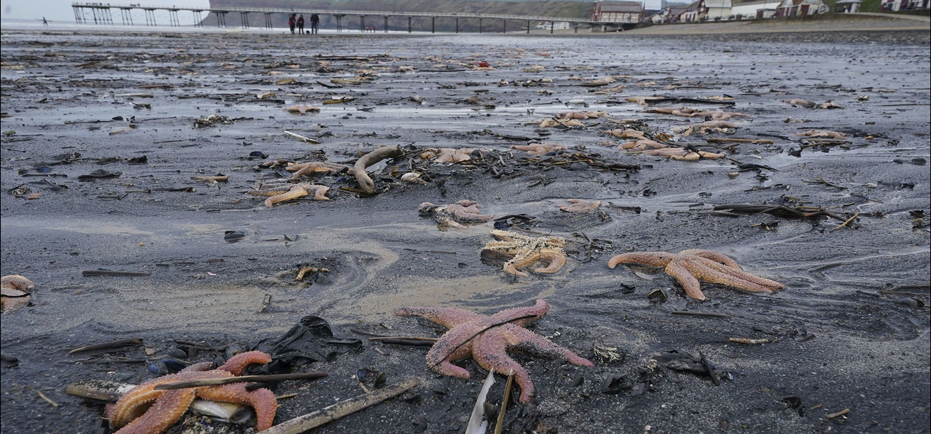 Una vista de estrellas de mar muertas y moribundas varada en la playa de Saltburn-by-the-Sea en North Yorkshire, Inglaterra, el miércoles 29 de marzo de 2023. Los visitantes de la playa, justo al sur del río Tees, se encontraron con la vista de cientos de miles de mejillones muertos en la costa, estrellas de mar -algunas de las cuales apenas se movían-, cangrejos y navajas. (Owen Humphreys/PA vía AP)