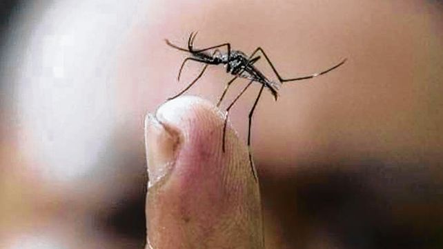 El dengue es transmitido por la hembra del mosquito Aedes Aegypti.