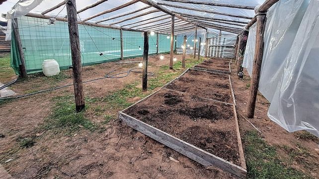 Descubren cultivo clandestino de marihuana en un barrio privado de Colastiné: la casa allanada es de un empleado de la EPE