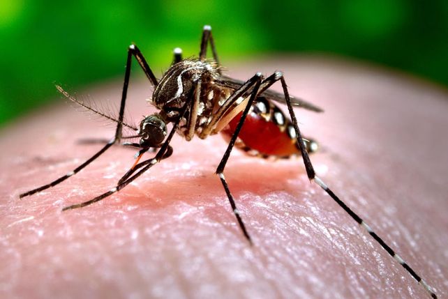 Se confirmaron dos casos de Chikungunya en la ciudad de Santa Fe