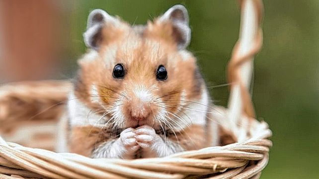 El gobierno de Hong Kong quiere sacrificar 2.000 hámsters