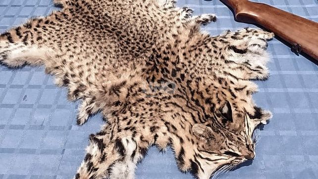 Florencia: hallan un gato montés faenado en manos de un cazador furtivo que lo exhibió en una red social