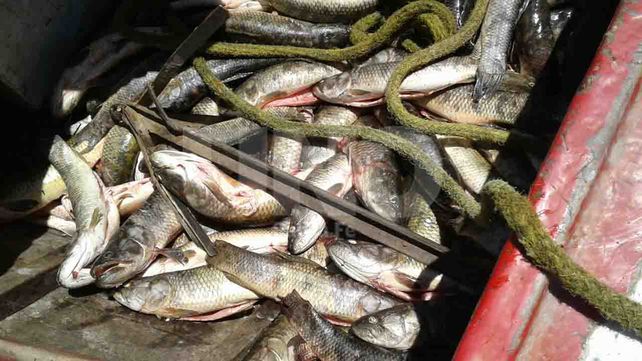 Secuestraron 1450 especies ictícolas depredadas en aguas de Arroyo Leyes