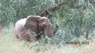 Un elefante que fue herido de un balazo se dejó atender al reconocer a los veterinarios