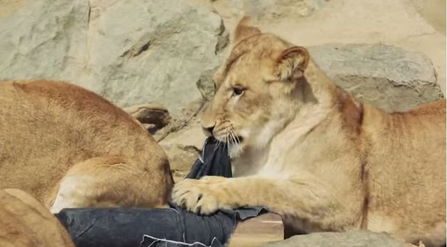 Tigres, leones y osos... ¡diseñan jeans!