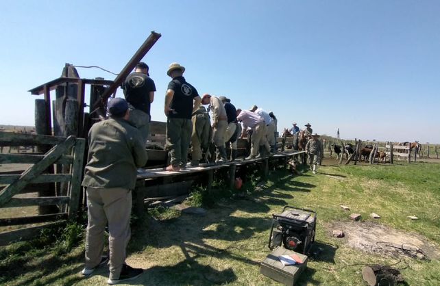 Logroño: golpe a los cuatreros en el norte santafesino