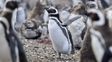Denuncian el traslado de más de 40 pingüinos y piden frenar su envío a Río Negro